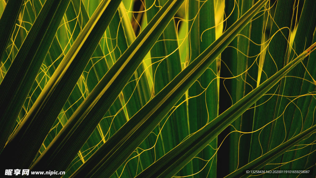 绿色树叶植物背景