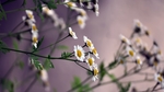 白色小花植物绿叶背景