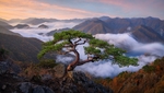 群山松树天空云雾风景