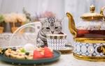 小猫宠物美食餐具背景