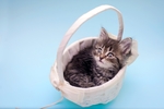 小猫宠物猫咪篮子背景