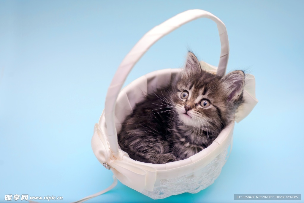 小猫宠物猫咪篮子背景