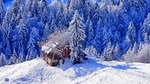 森林大雪木屋树林风景