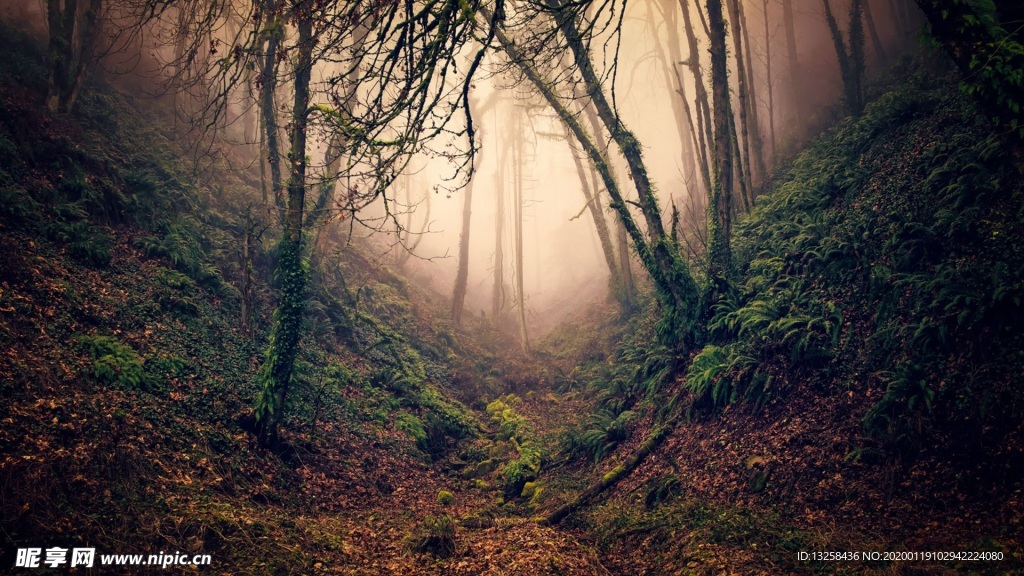 森林山谷草地树木风景