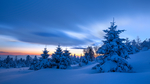 森林大雪天空云彩树木风景