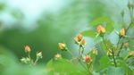 绿色树叶花朵植物背景