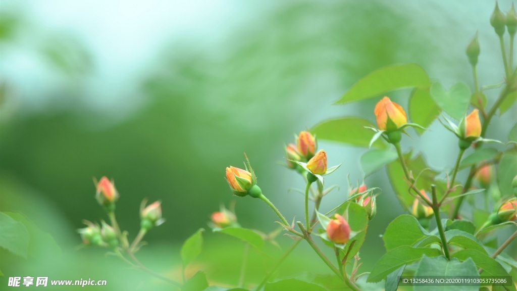 绿色树叶花朵植物背景