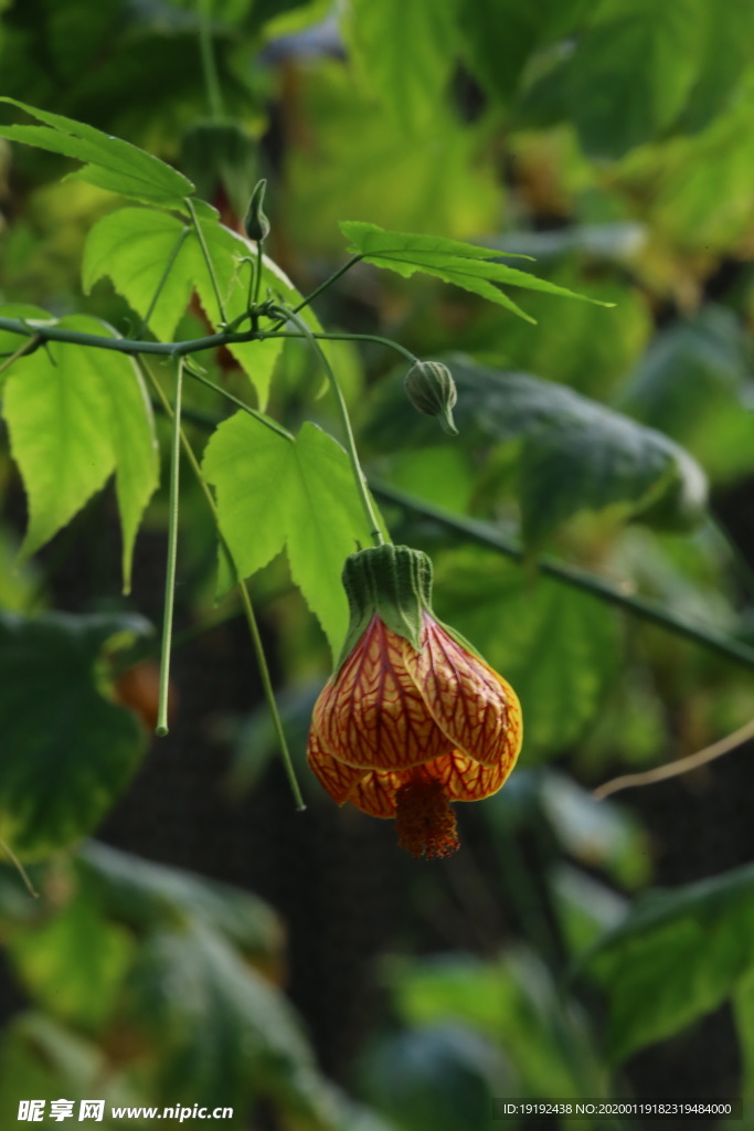 金铃花