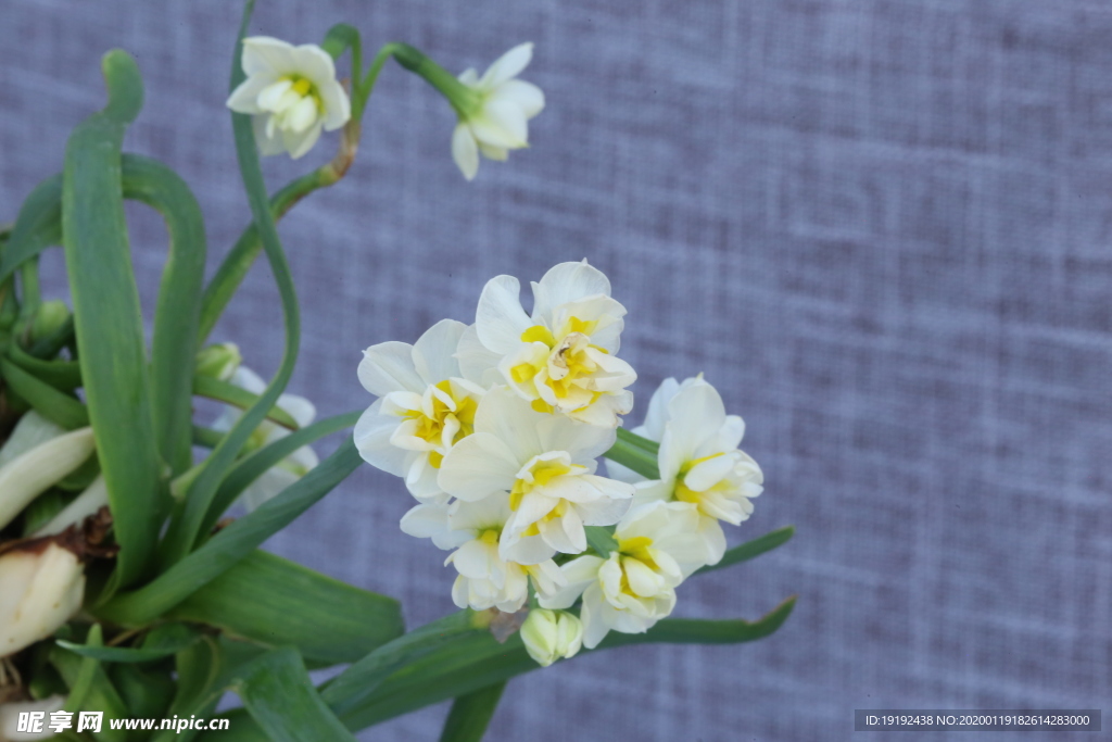 水仙花