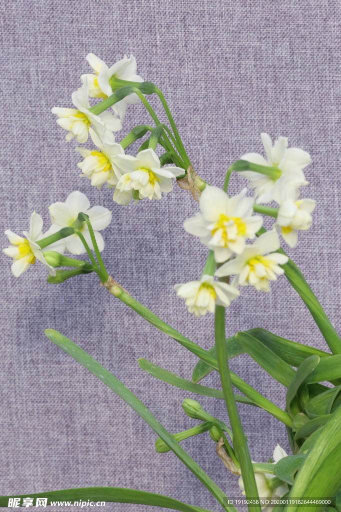 水仙花