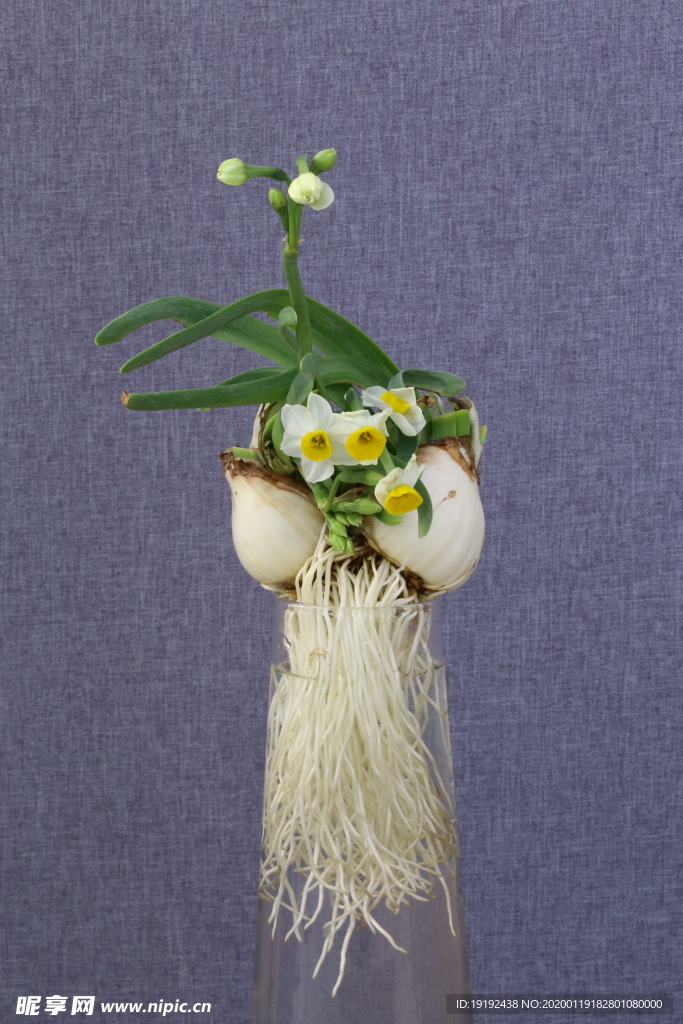 水仙花