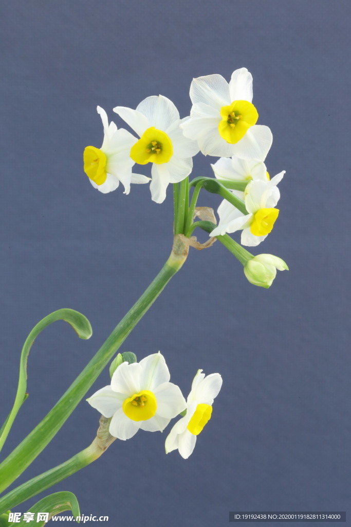 水仙花