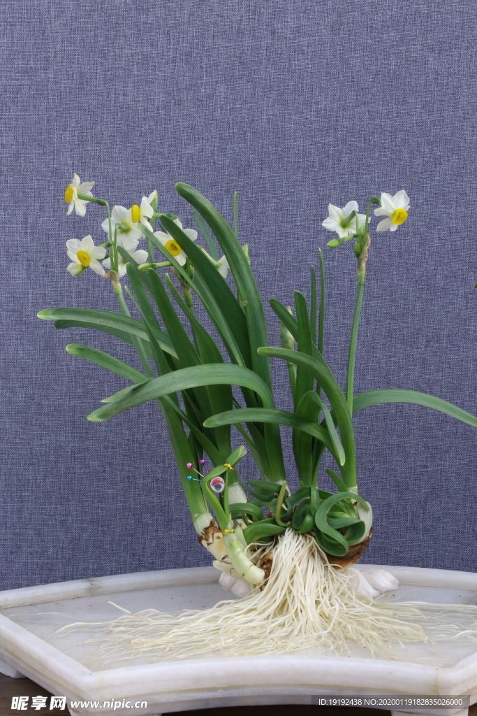 水仙花