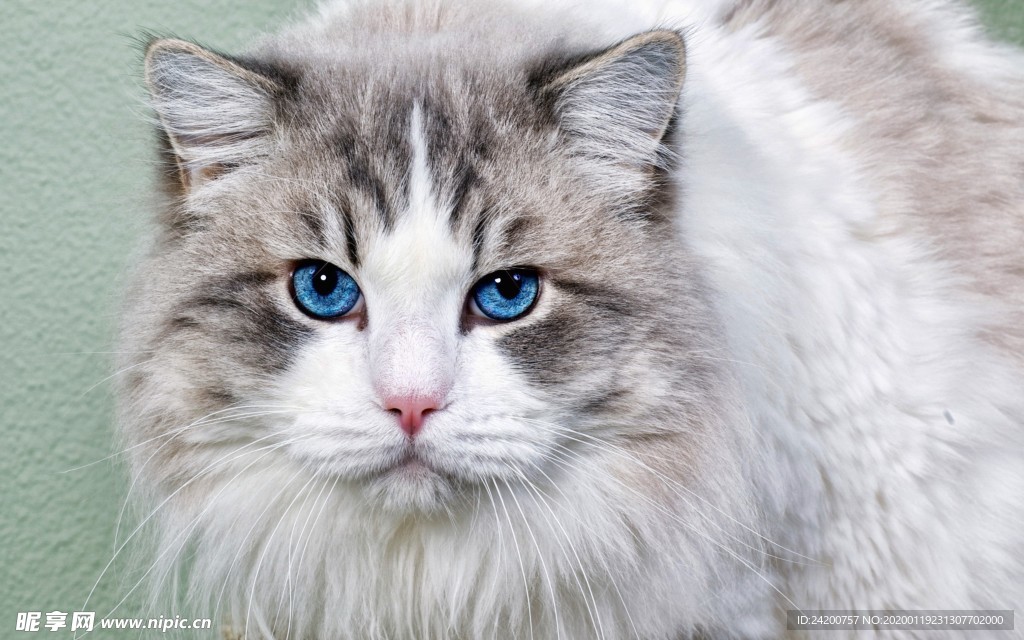 小猫