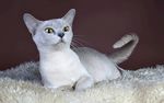 小猫