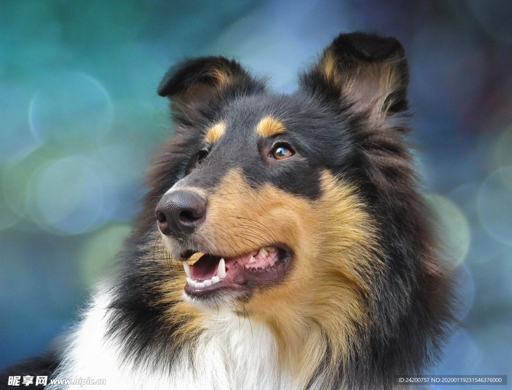 狗