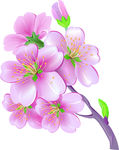 桃花花朵矢量图
