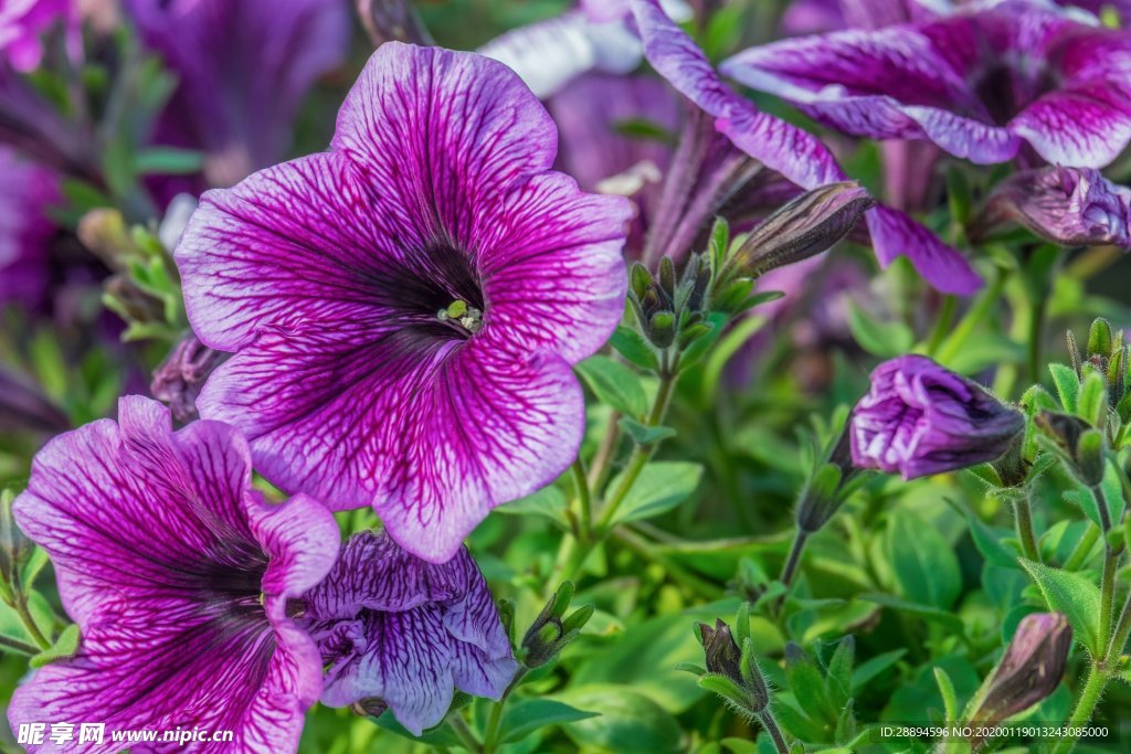 牵牛花
