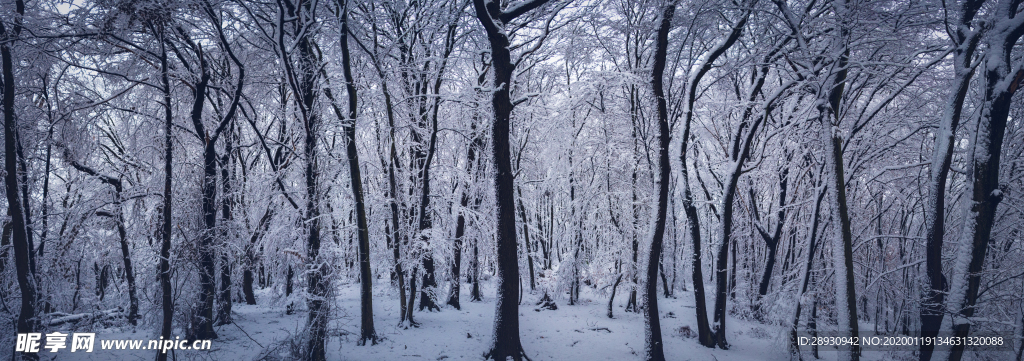 雪景