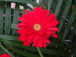 鲜花