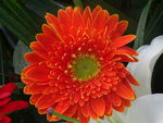 鲜花