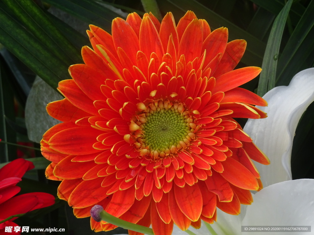 鲜花