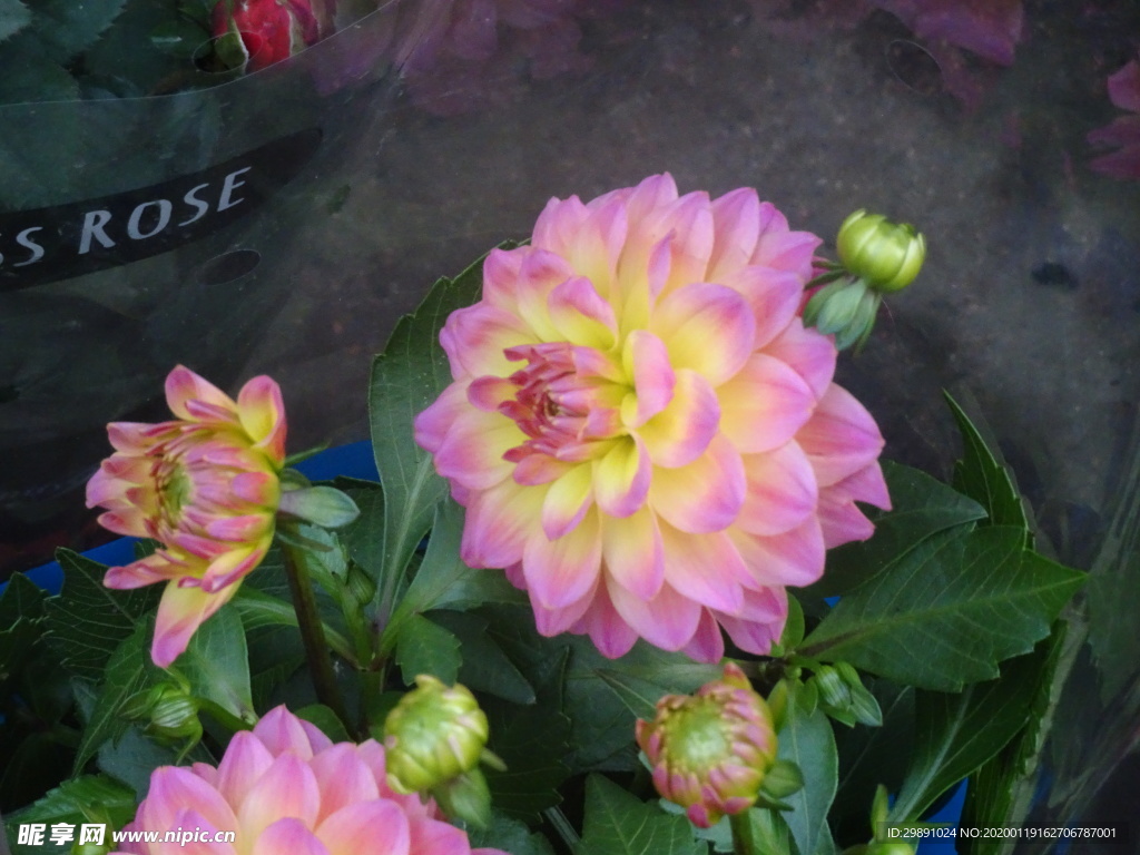 鲜花