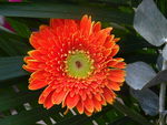 鲜花