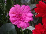 鲜花