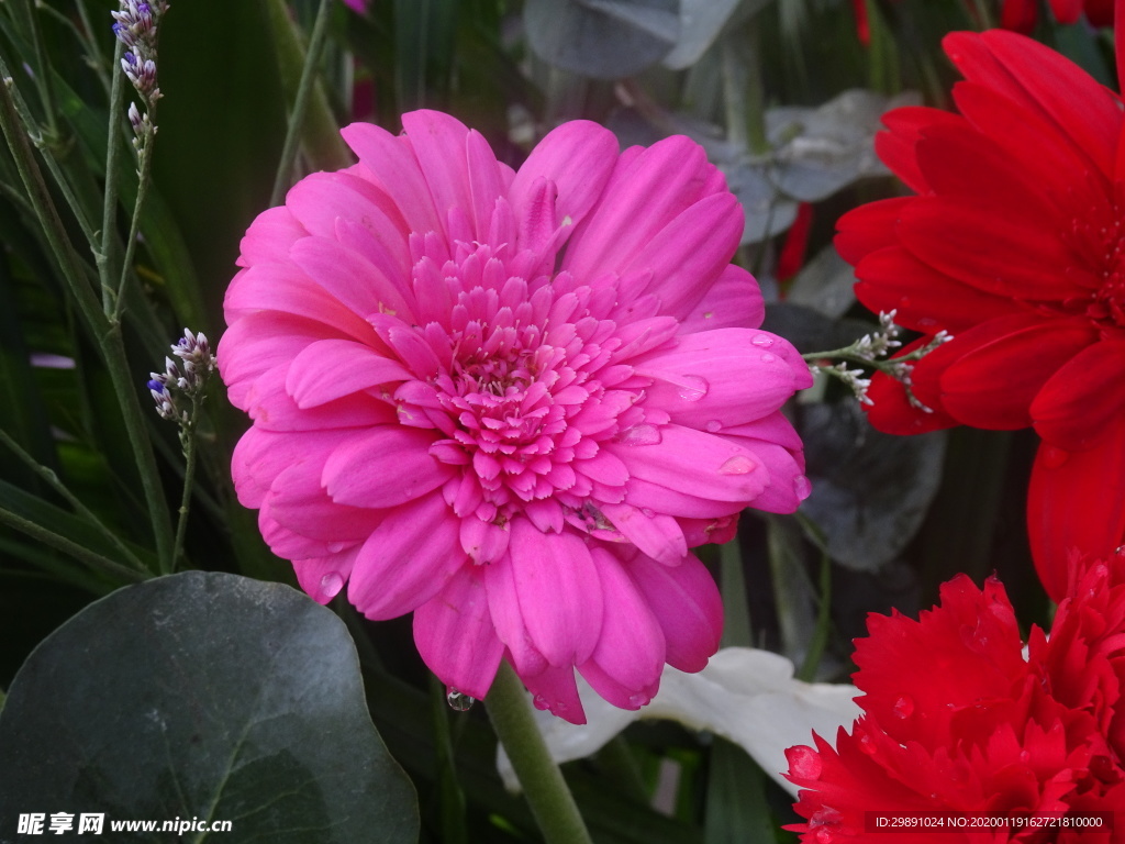 鲜花