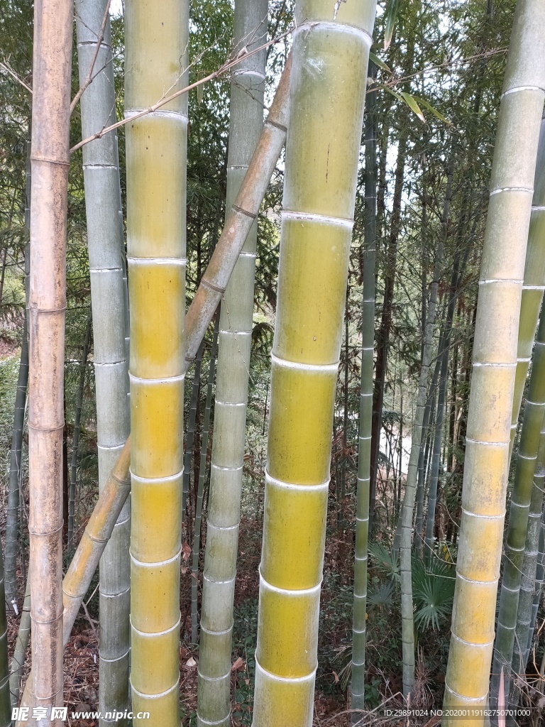 竹子