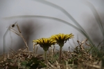 小花