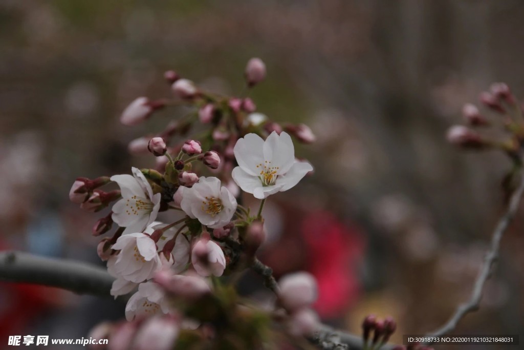 樱花