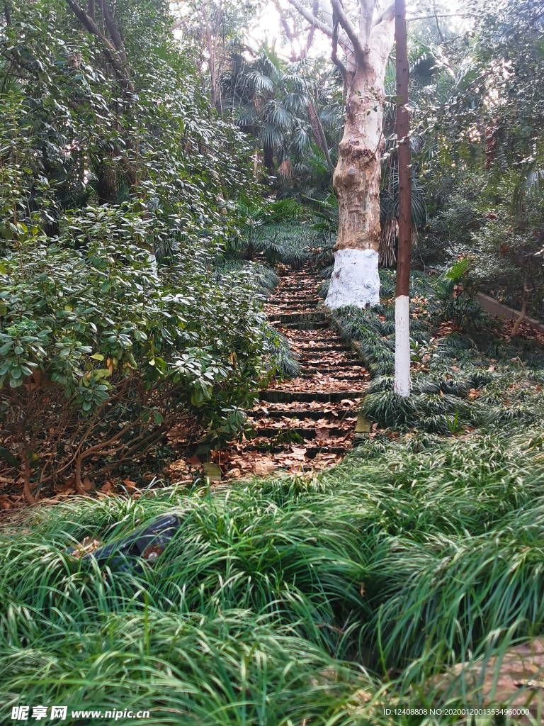 林中小路