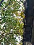 屋檐