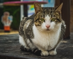 猫