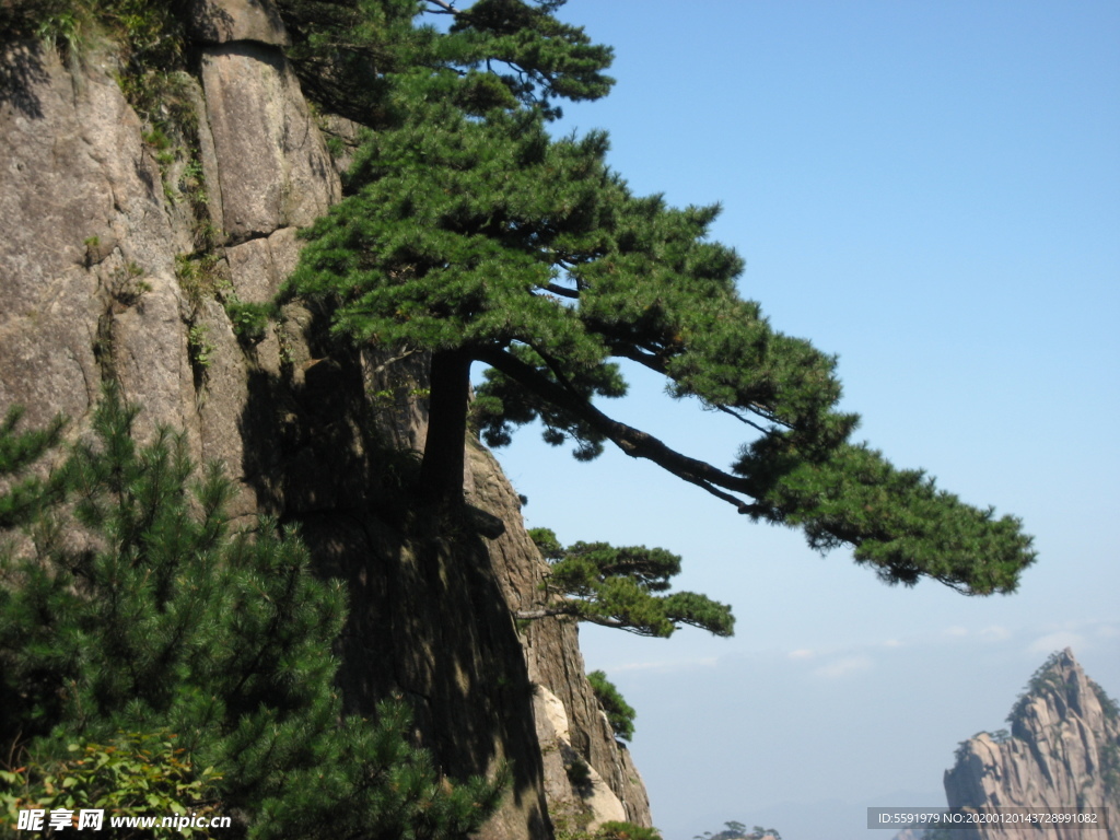 山崖松树