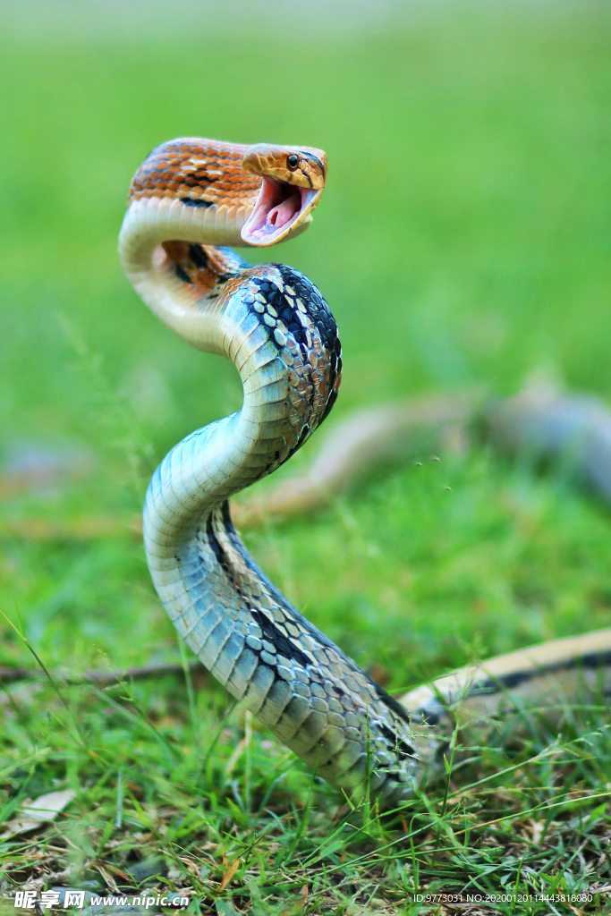蛇