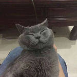 猫咪