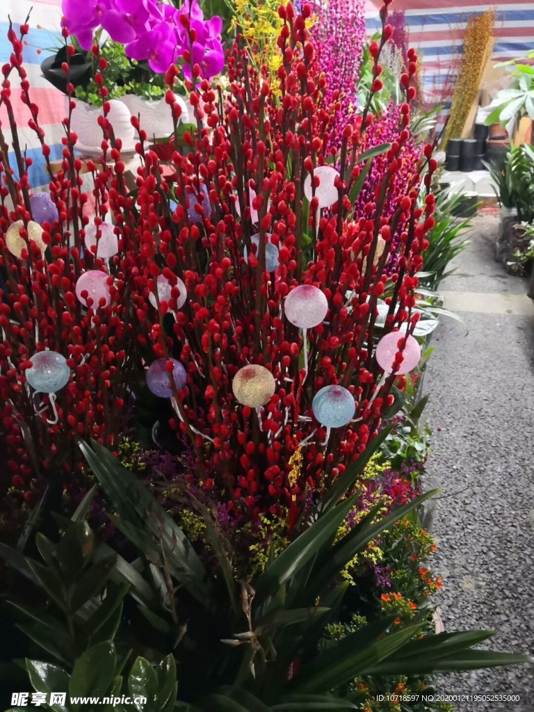 花卉花朵