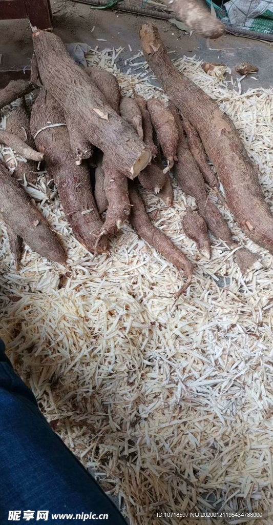 木薯
