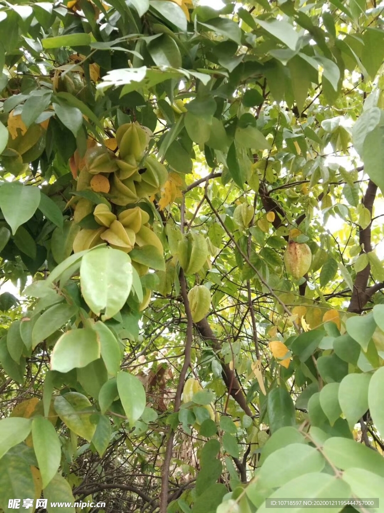 杨桃