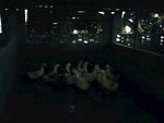 自然景观