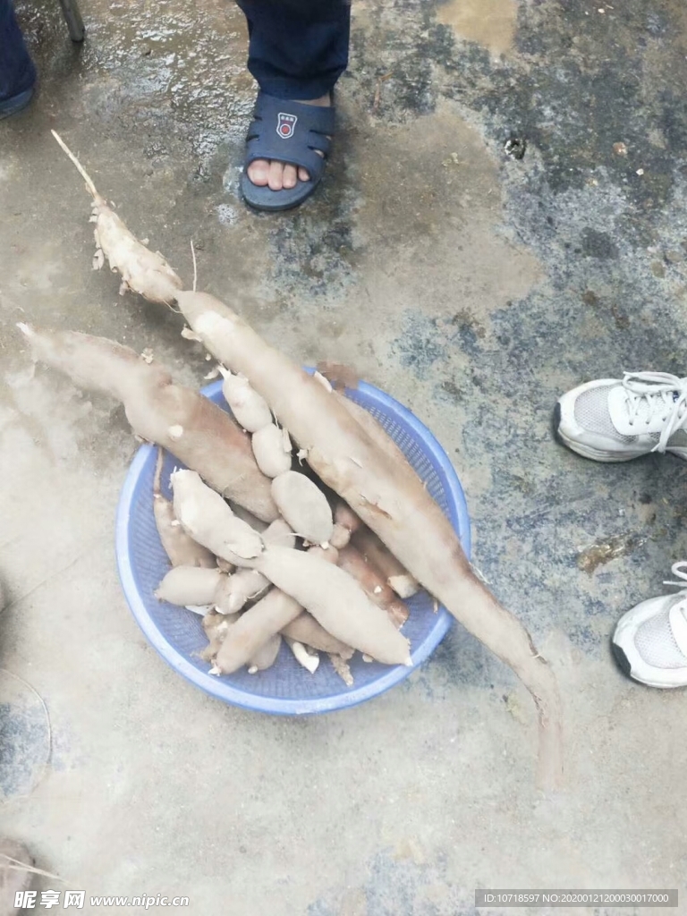 木薯