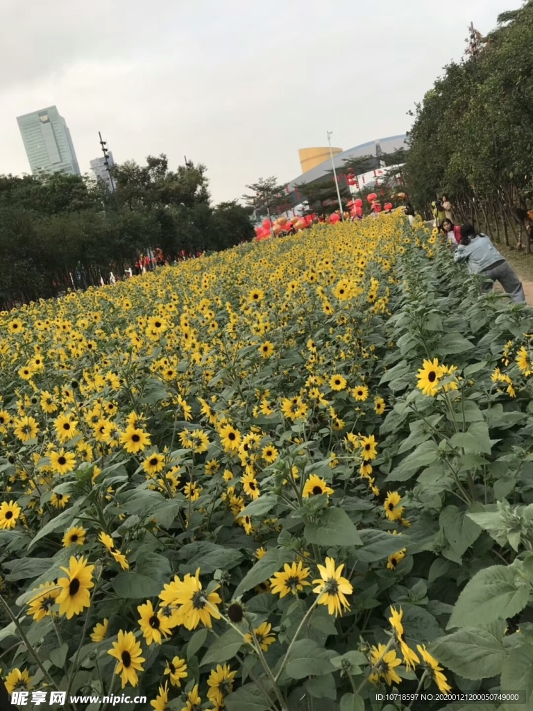 向日葵