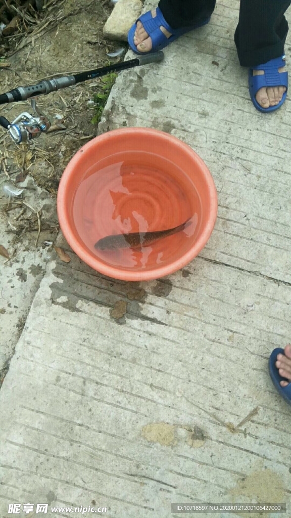 活鱼