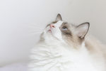 猫咪
