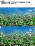 云雾蒙蒙睡莲莲花高清视频