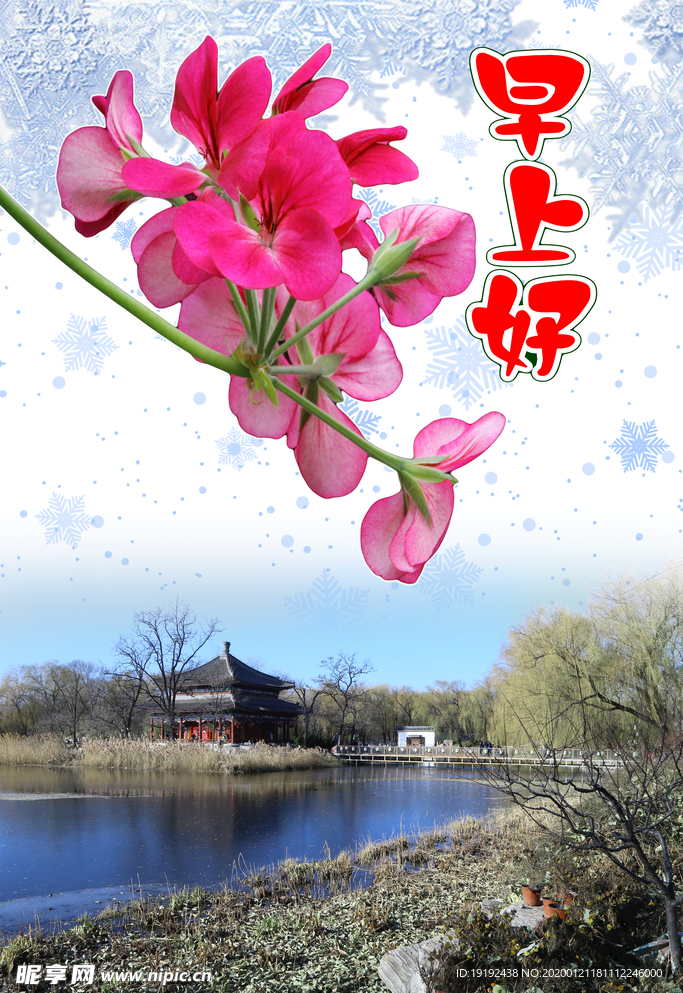 天竺葵