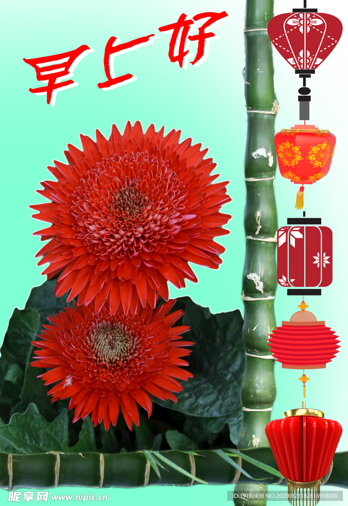非洲菊